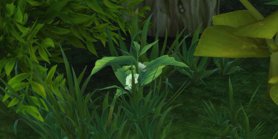 Mists of Pandaria Classic Farmguide Teepflanze farmen